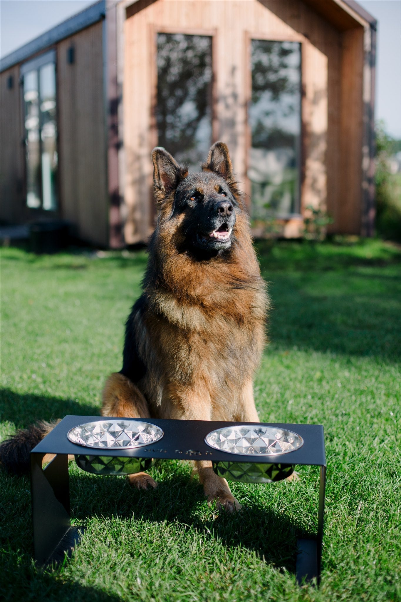 Elevated Design for Every Tail: Why Pet Stands Are the Ultimate Trend of 2025