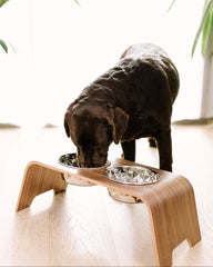 Dog drinking from a elevated bowl on a wooden stand indoors.
