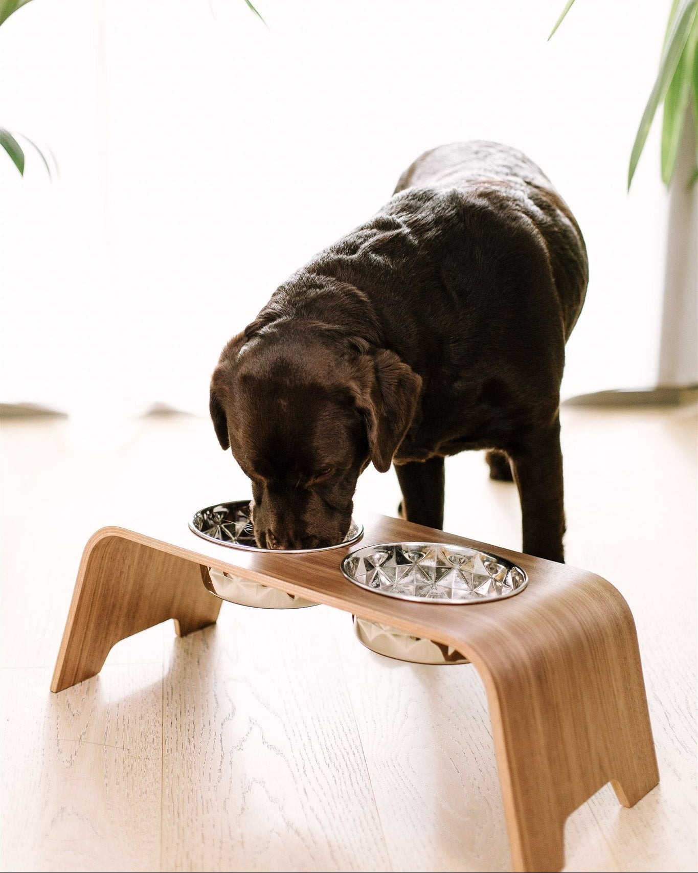 Dog drinking from a elevated bowl on a wooden stand indoors.