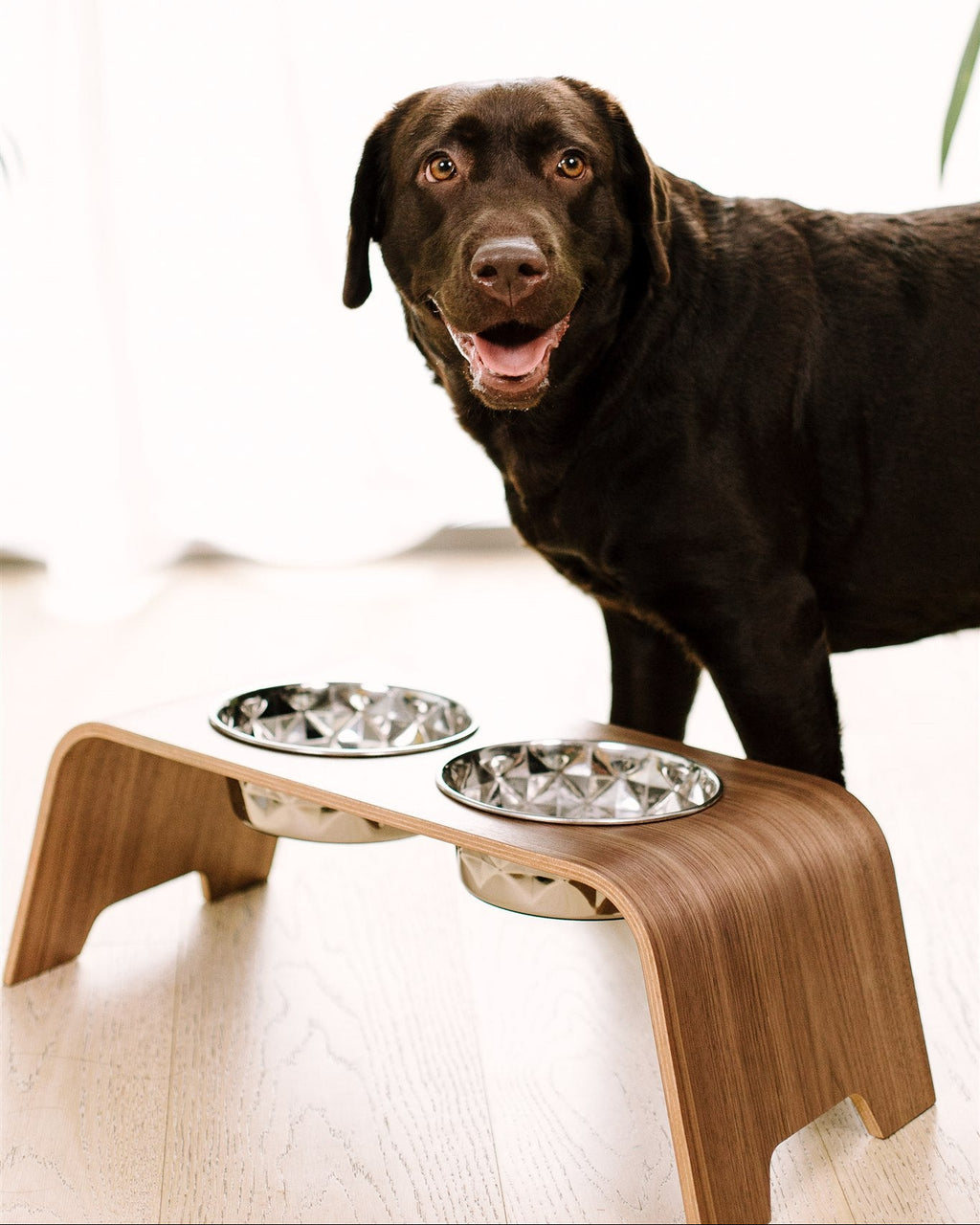 Dog standing next to a wooden pet table with two bowls on a light background