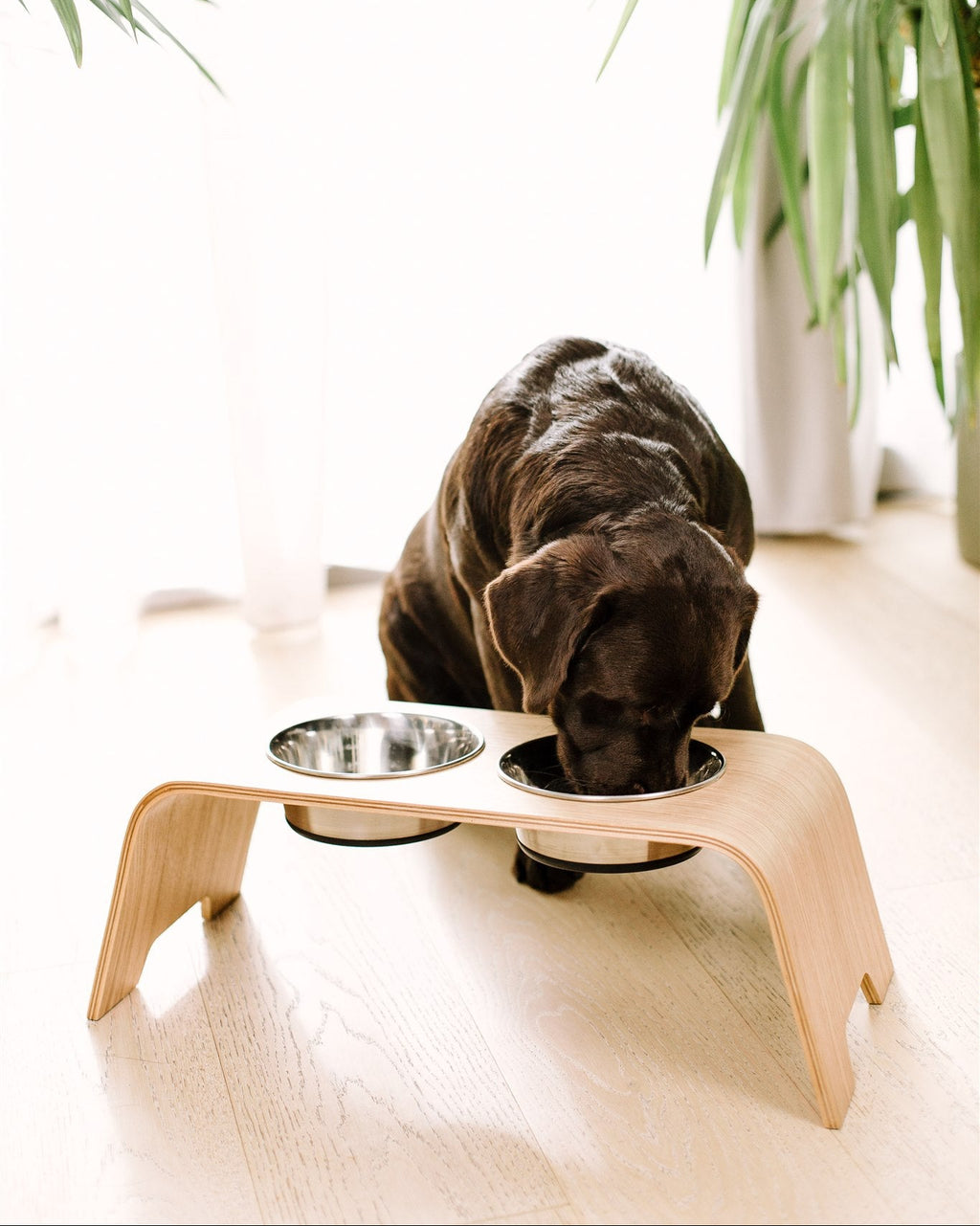 Dog drinking from a elevated metal bowl on a wooden stand with plants in the background