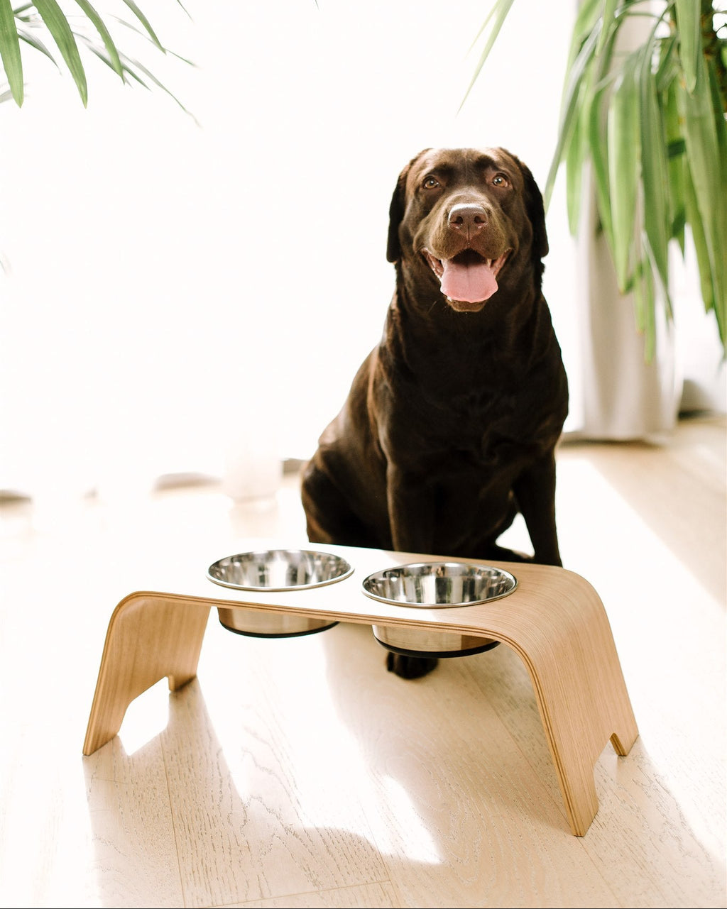 Dog sitting next to a modern wooden pet stand with two bowls in a minimalistic room.