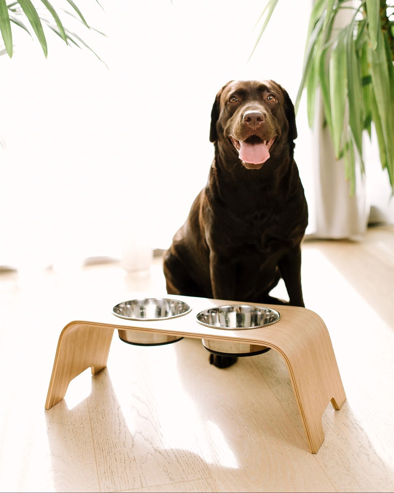 Dog sitting next to a modern wooden pet stand with two bowls in a minimalistic room.