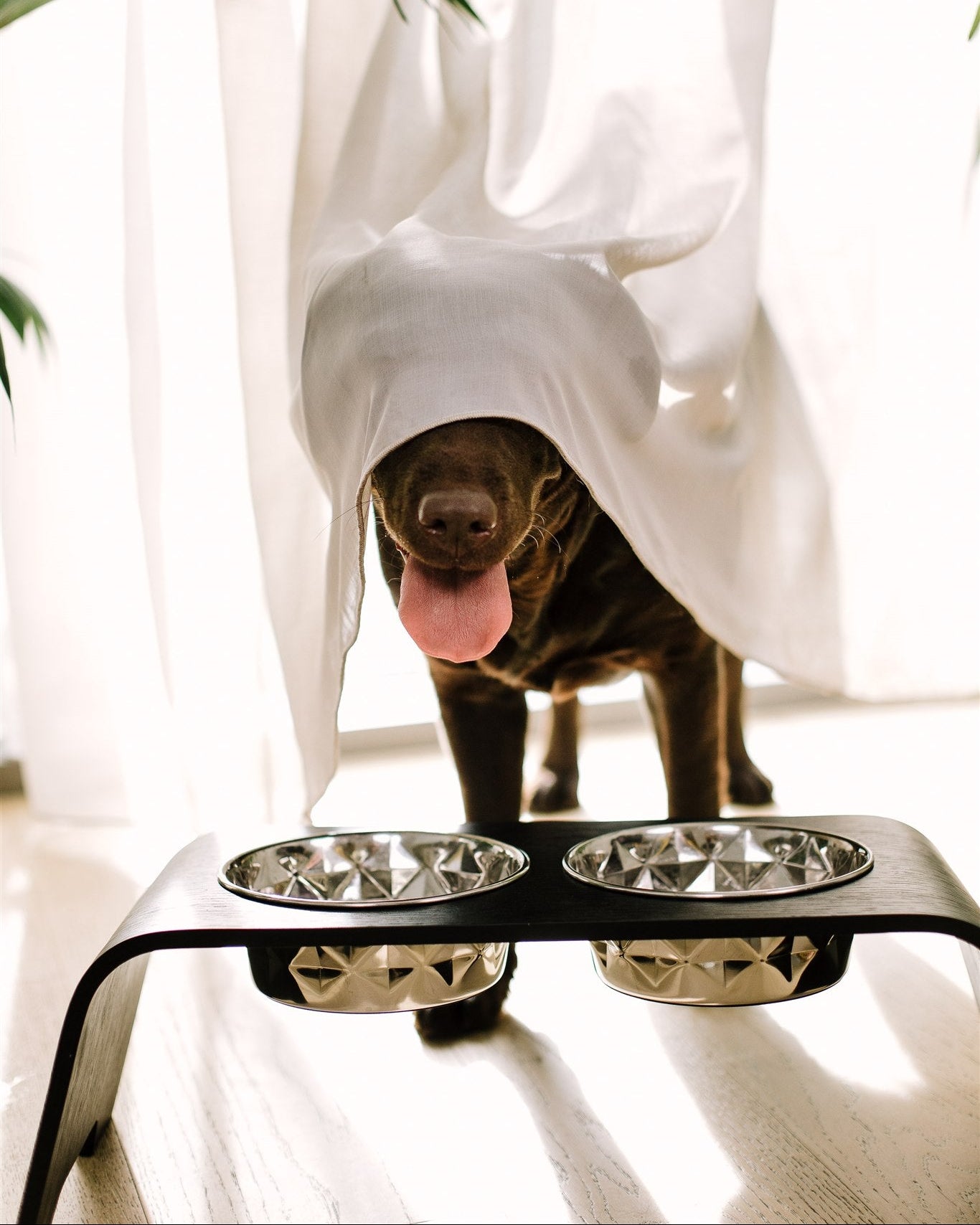 Dog standing behind a raised dog bowl with a white curtain in the background