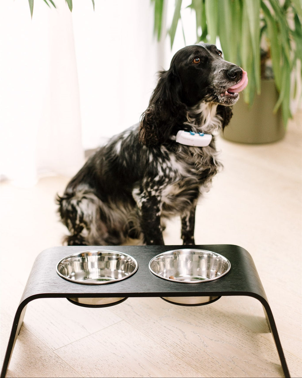 Dog sitting next to a elevated pet feeder with two bowls indoors.