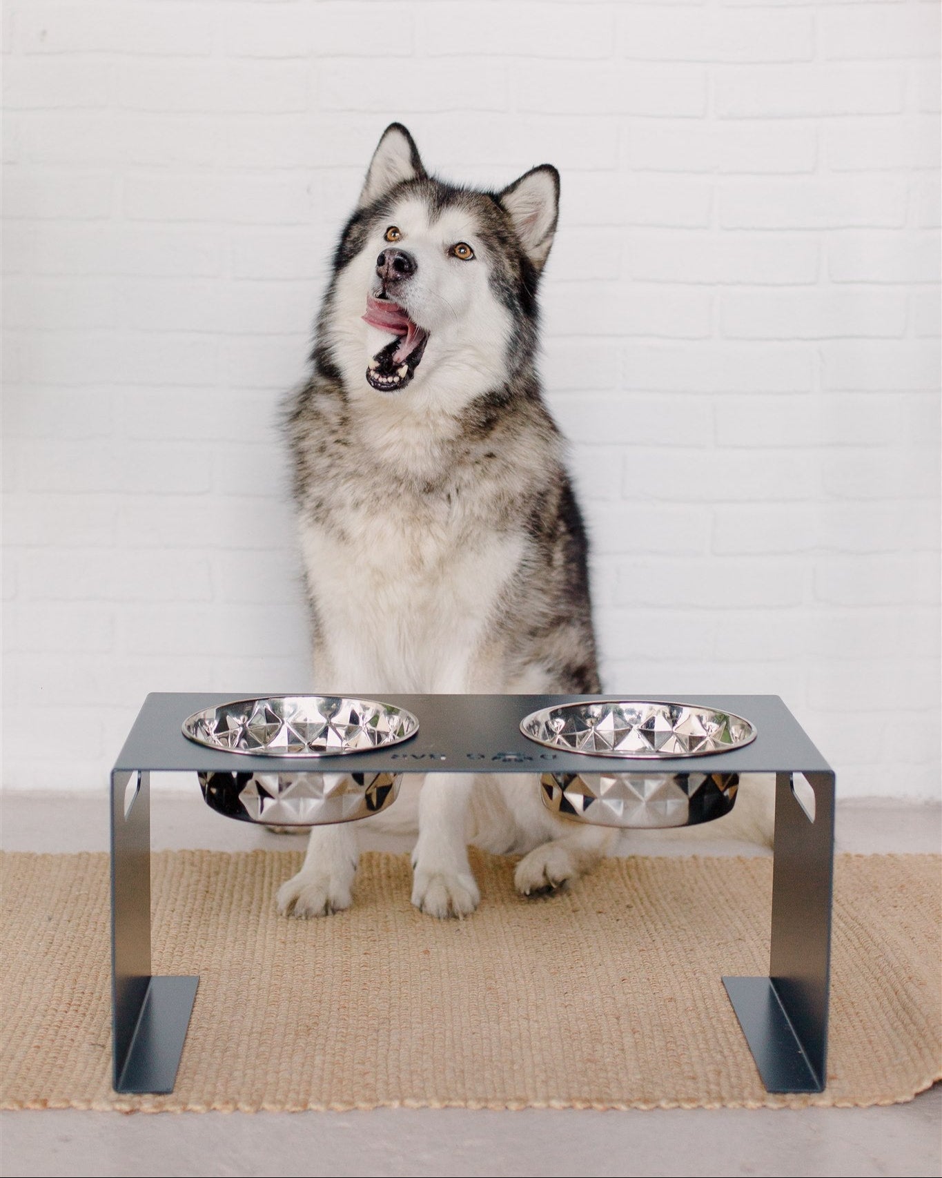 Dog sitting behind a metal dog bowl stand with two bowls on a white background