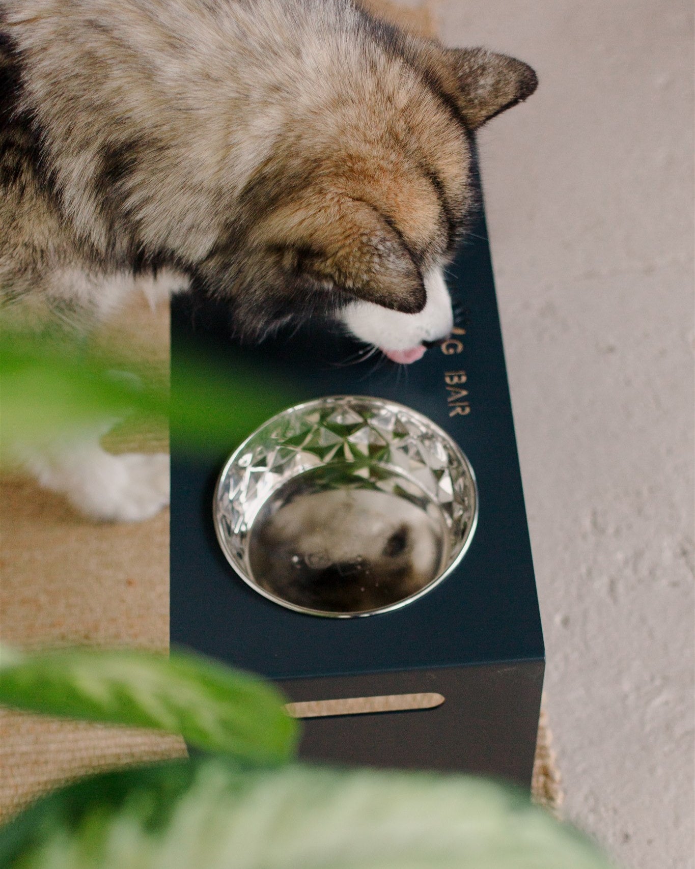 Dog eating from metal elevated bowl stand