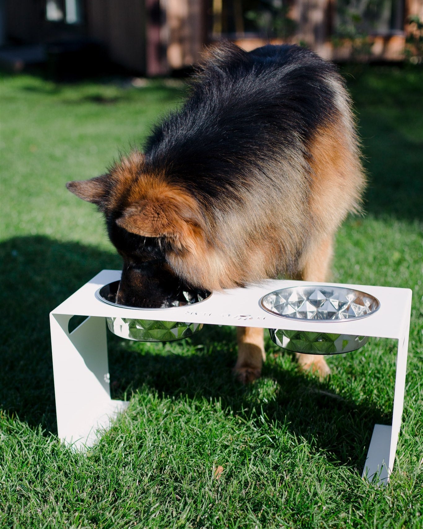 Dog drinking from a raised pet bowl on a grassy area
