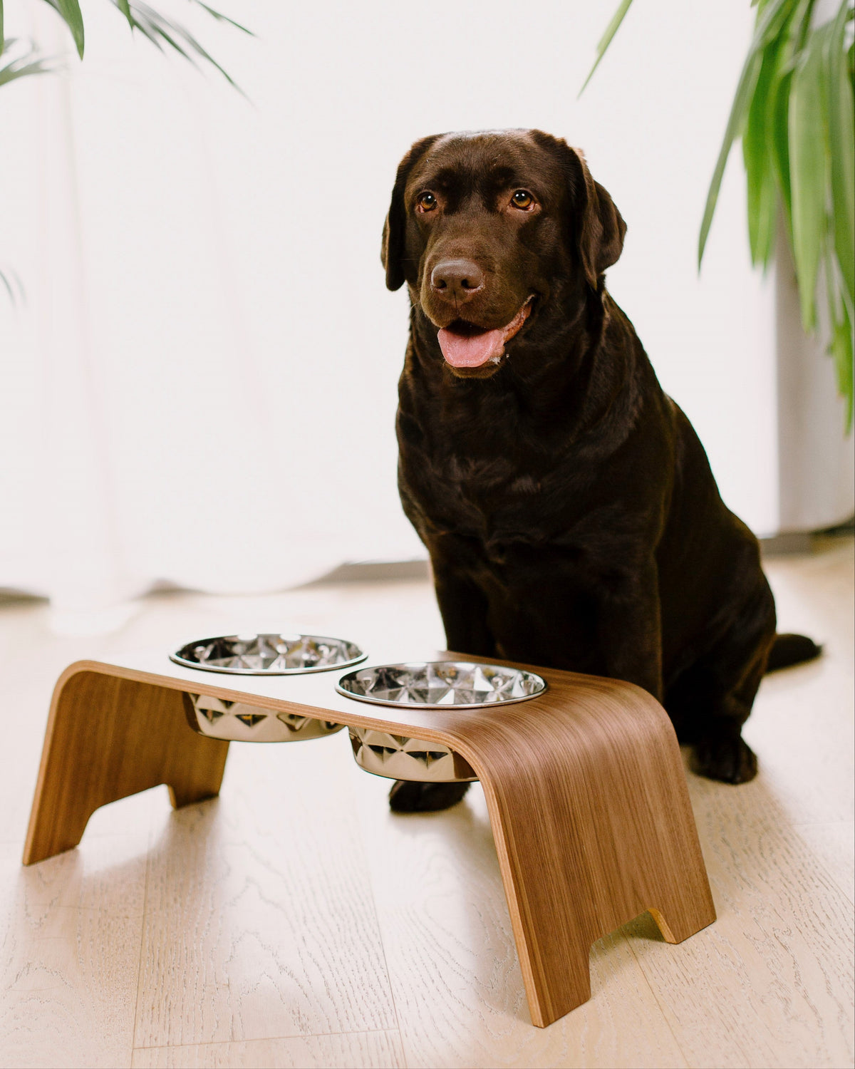 Dog Bowl Stand 2.0