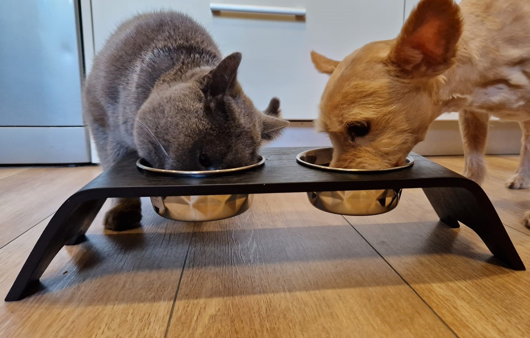Premium Raised Cat Bowl Stand