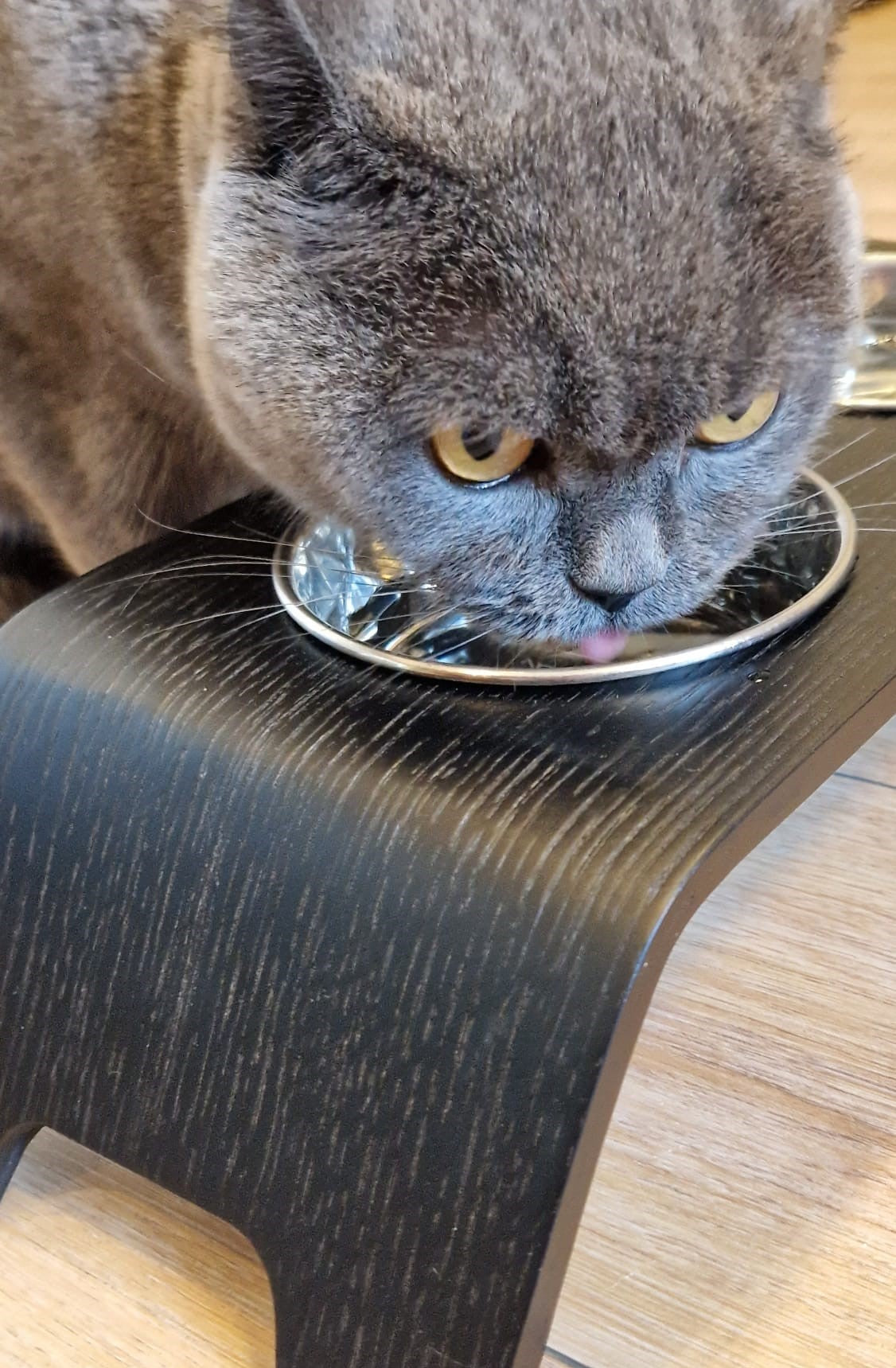 Premium Raised Cat Bowl Stand