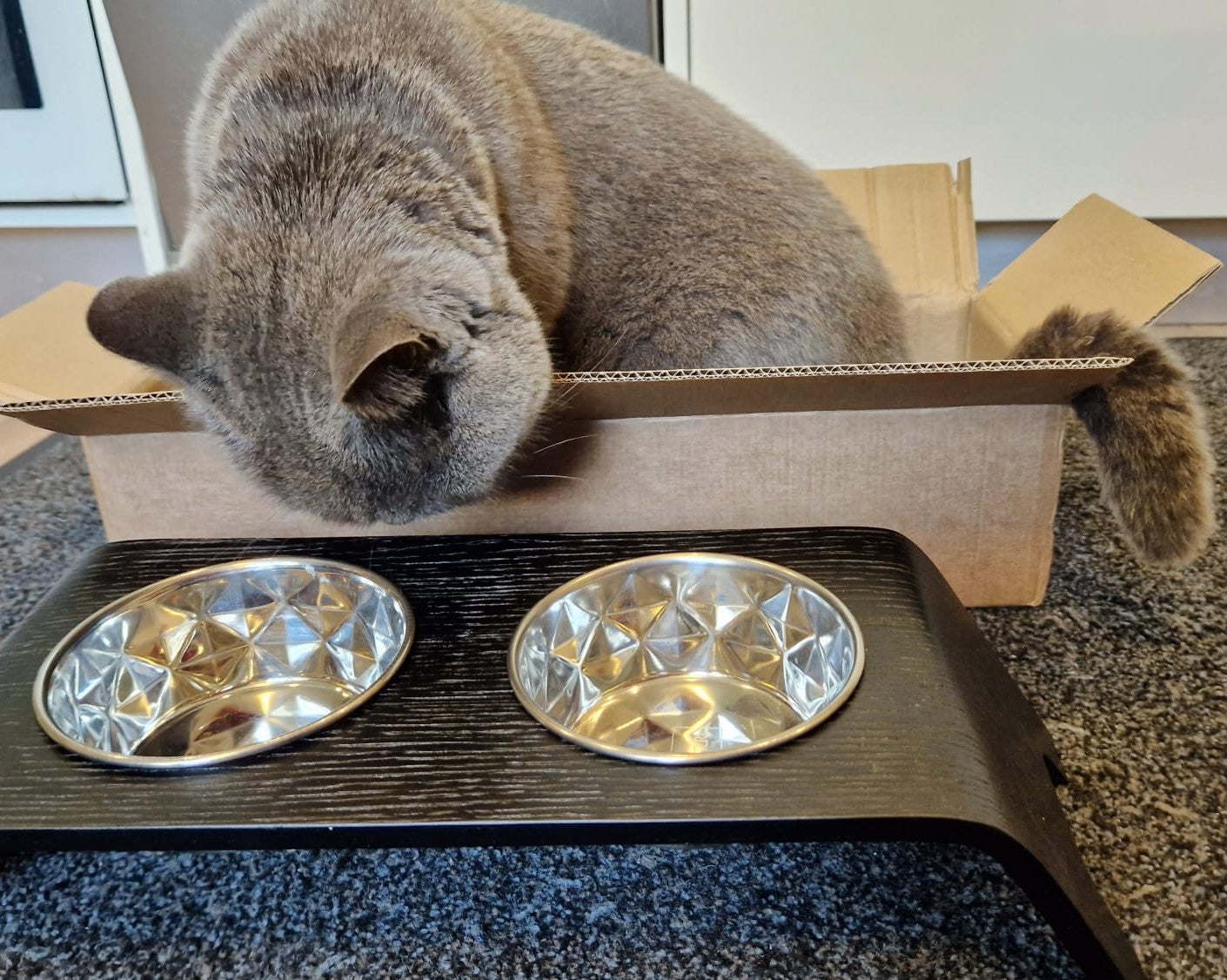 Premium Raised Cat Bowl Stand