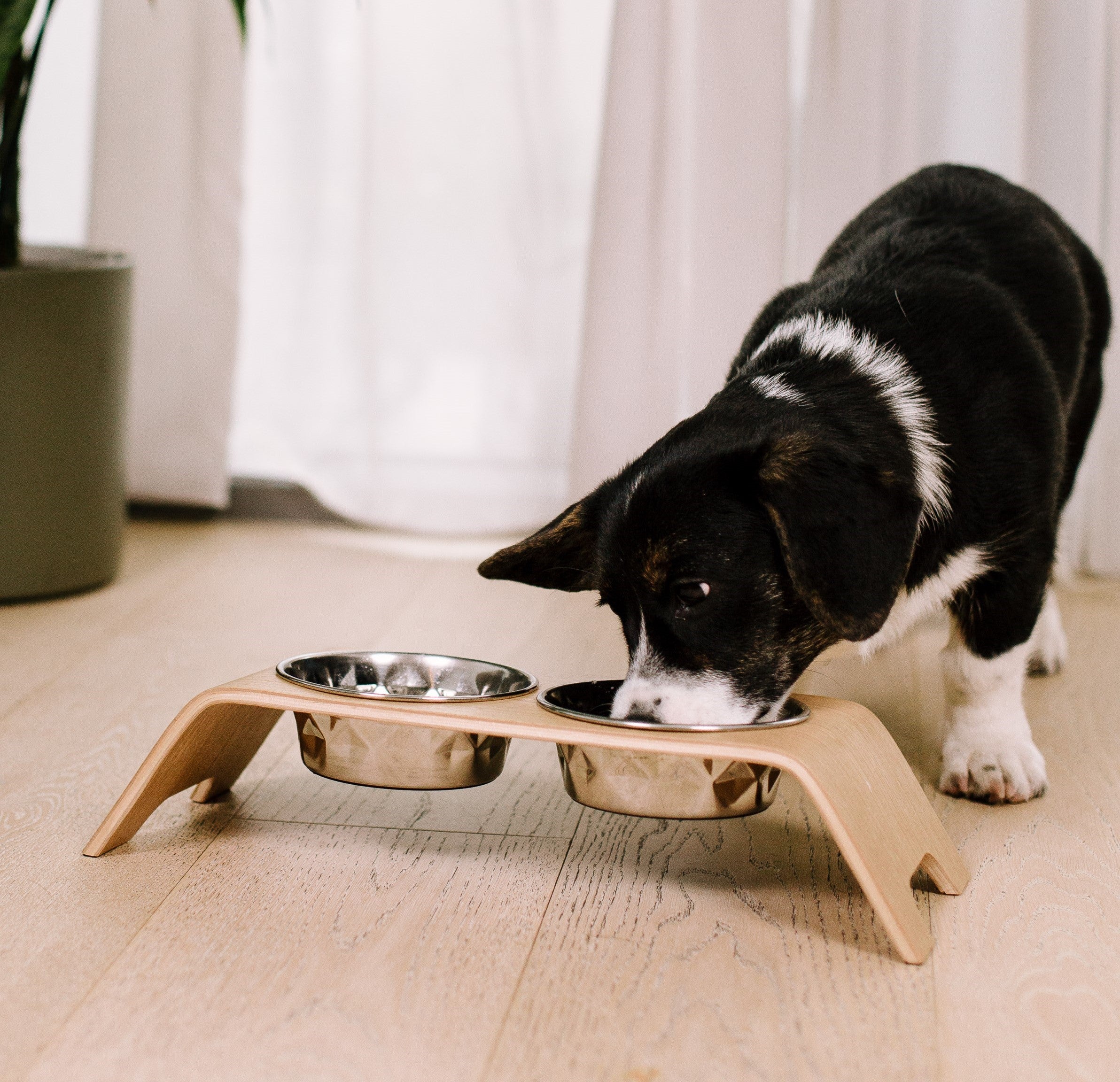 Premium Dog Bowl Stand for Small Dog Breeds