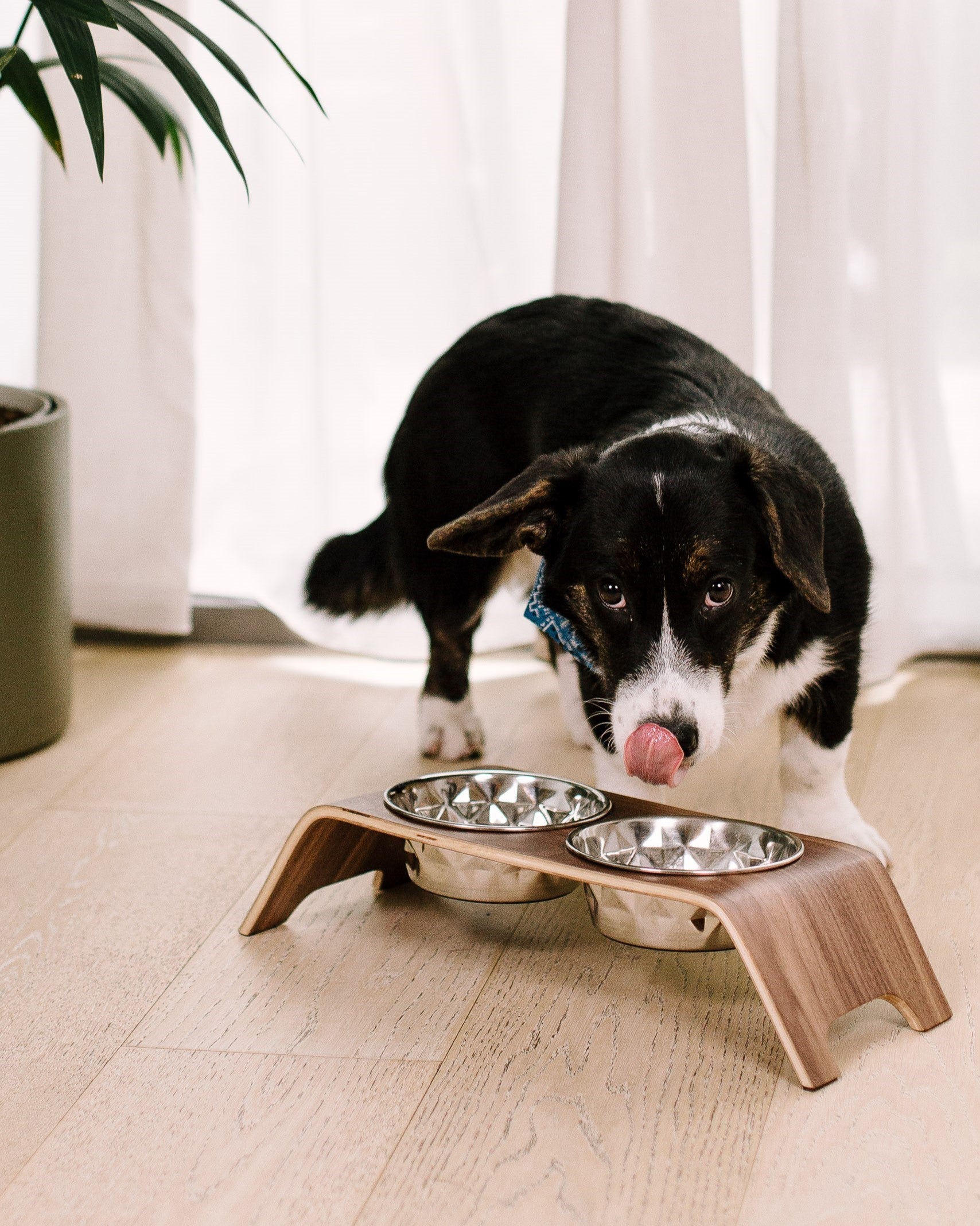 Premium Dog Bowl Stand for Small Dog Breeds