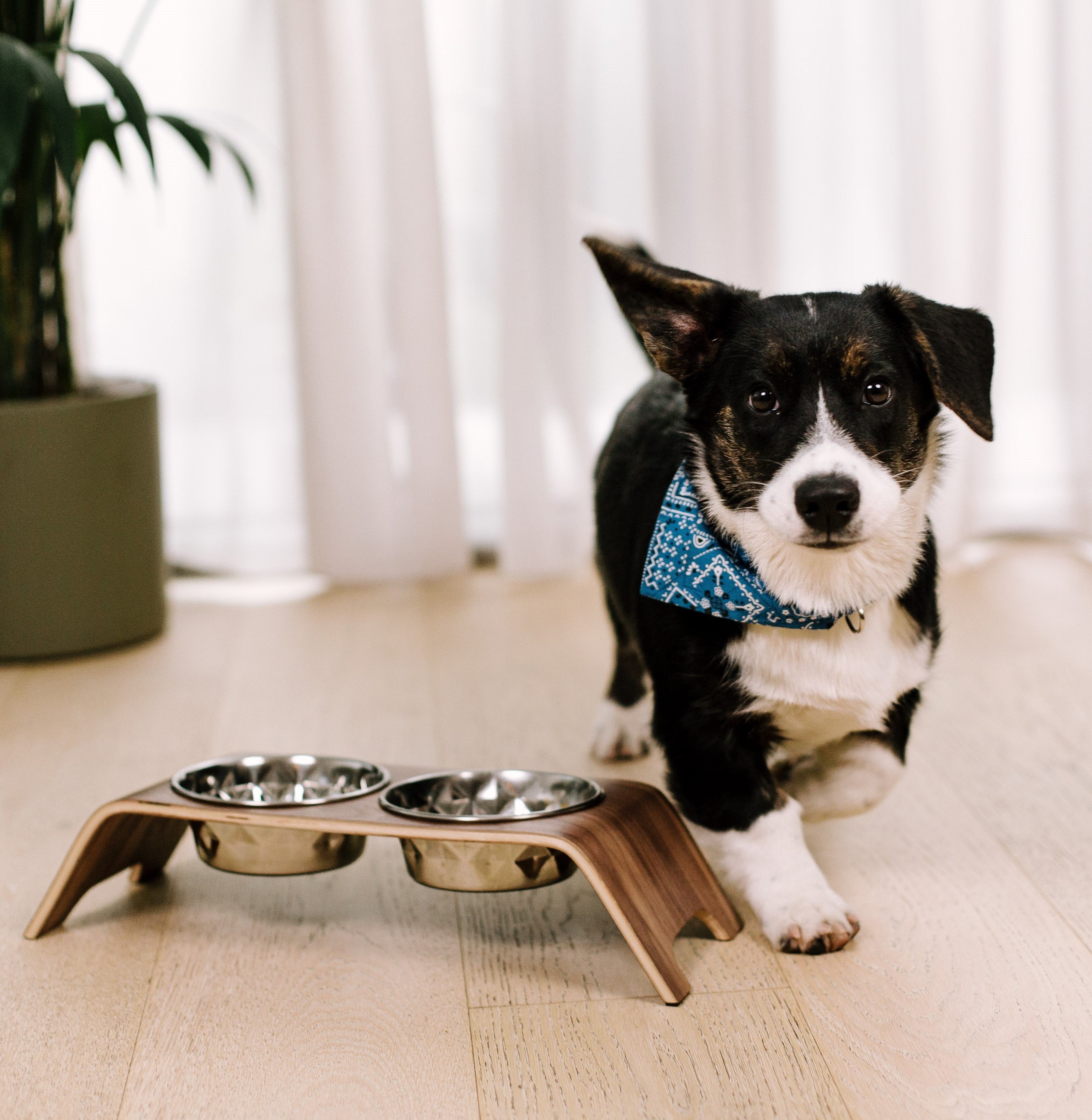 Premium Dog Bowl Stand for Small Dog Breeds